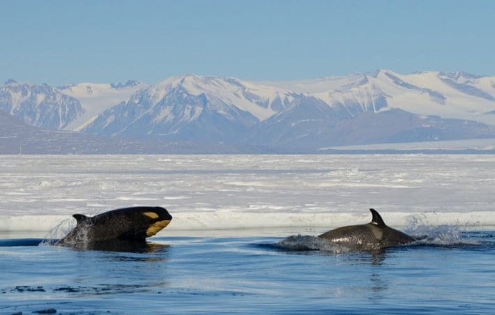 Orcas in the Ross Sea Antarctica